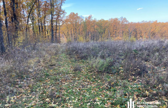 ДБР у декількох областях України викрило незаконні порубки дерев на 40 млн гривень