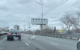 Пернатый нарушитель ПДД: в Киеве на оживленном проспекте заметили гуся, видео