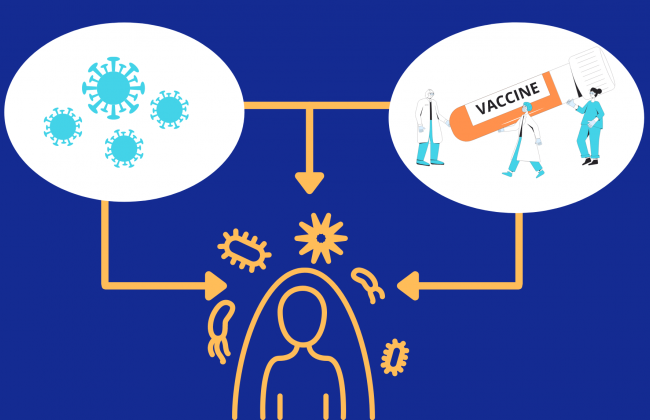 COVID исследование: что эффективнее – вакциноприобретенный или постинфекционный иммунитет