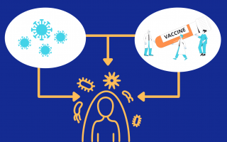 COVID исследование: что эффективнее – вакциноприобретенный или постинфекционный иммунитет