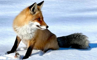 Зашла на огонек: под Киевом рыбак угостил своим уловом дикую лису, фото