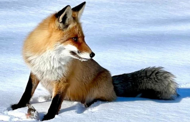 Зашла на огонек: под Киевом рыбак угостил своим уловом дикую лису, фото