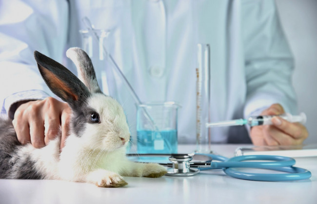 Швейцария хочет запретить тестирование лекарств на животных