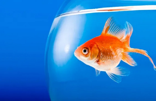 Ученые создали рыбу из клеток человеческого сердца: она плавает в его ритме, видео