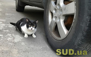 Водителям сообщили, какой срок годности шин и сколько лет их можно эксплуатировать