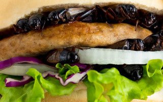 В Евросоюзе разрешили продукты из сверчков