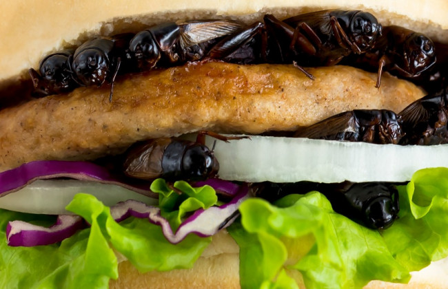 В Евросоюзе разрешили продукты из сверчков