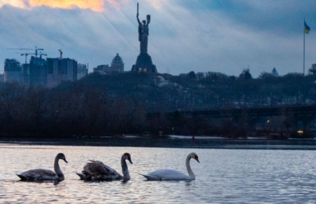 В Киеве на Березняках лебедю оторвали голову