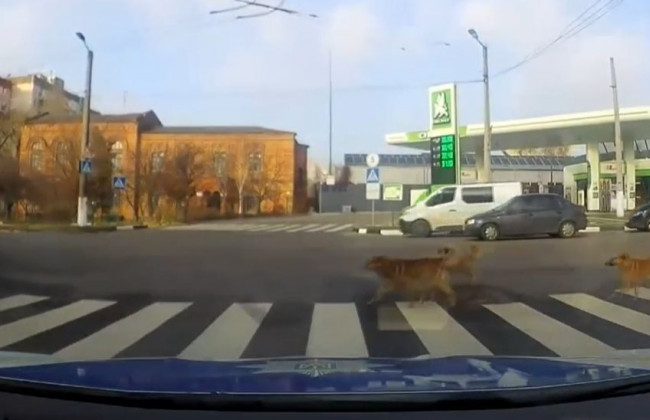 Видео дня: собаки показали пешеходам, как правильно нужно переходить дорогу
