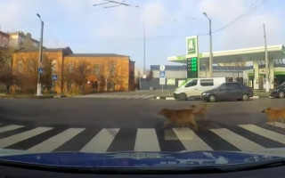 Видео дня: собаки показали пешеходам, как правильно нужно переходить дорогу