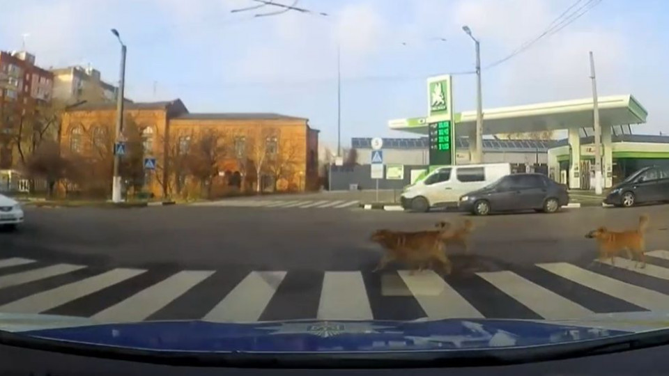 Видео дня: собаки показали пешеходам, как правильно нужно переходить дорогу