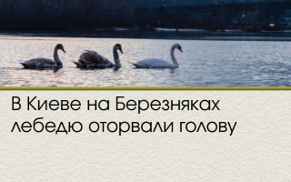 В Киеве на Березняках лебедю оторвали голову