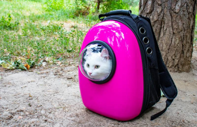 В Киеве обнаружили рюкзак с кошкой внутри: фото