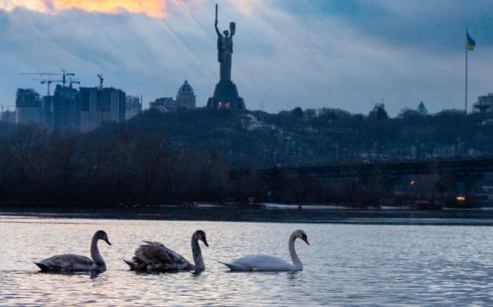 В Киеве на Березняках лебедю оторвали голову