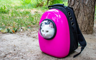 В Киеве обнаружили рюкзак с кошкой внутри: фото