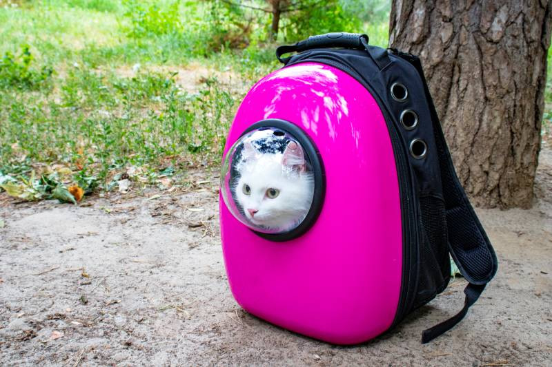 В Киеве обнаружили рюкзак с кошкой внутри: фото