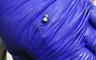 Подстрелили: назвали причину смерти лебедя из парка «Наталка»