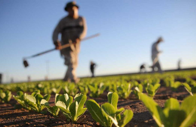 Кабмін створить Фонд, який забезпечить нові гарантії за кредитами малих та середніх фермерів