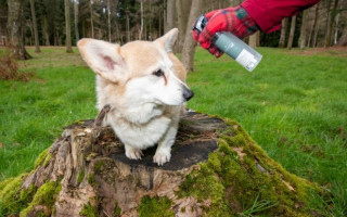 Елизавета II выпустит парфюм для собак