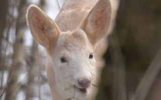 Под Киевом обнаружили уникальное животное: фото