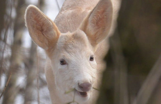 Под Киевом обнаружили уникальное животное: фото