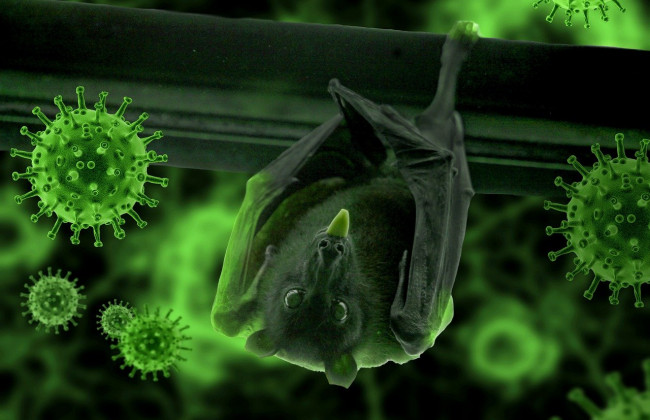 В Лаосе ученые обнаружили три новых вида коронавируса