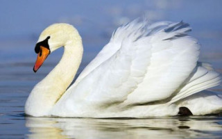 В Киеве на Березняках обнаружили труп еще одного лебедя