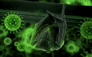 В Лаосе ученые обнаружили три новых вида коронавируса