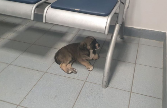 Под Киевом полицейским подкинули щенка: что с ним произошло дальше, видео