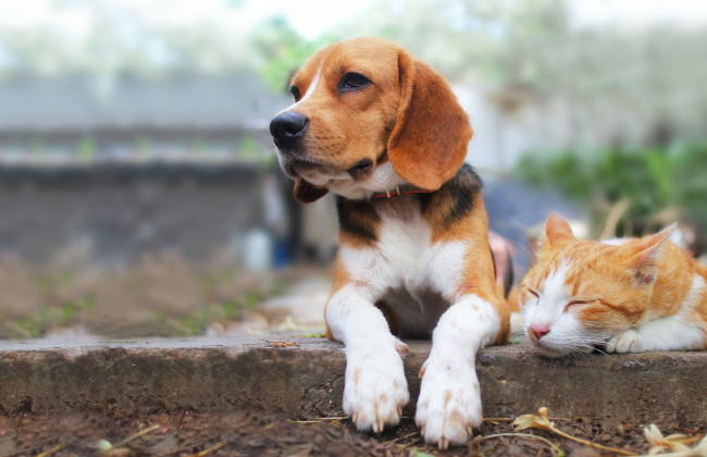 Киянам безкоштовно стерилізують домашніх тварин: хто може скористатись послугою