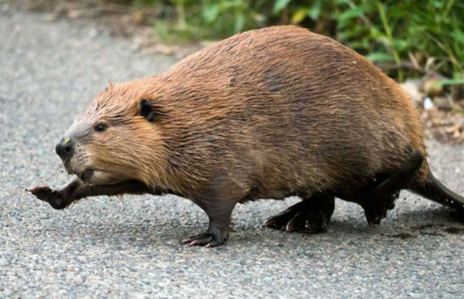 В киевском парке отдыхающие заметили крупненького бобра: видео