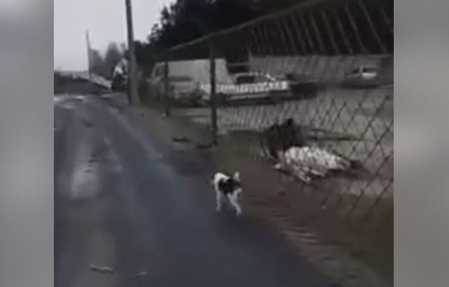 Обнародовано видео, как сейчас выглядит блокпост в Энергодаре, ВИДЕО