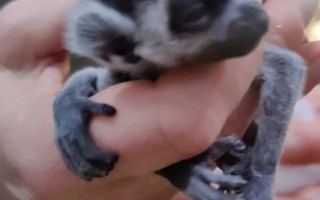 В Киеве появился самый необычный «Байрактар»