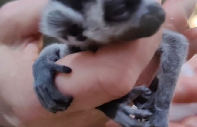 В Киеве появился самый необычный «Байрактар»