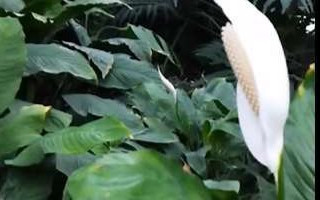 У київському ботсаду зацвіла «лілія миру»