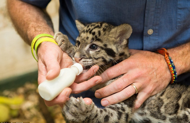 Пришли покормить животных: в Харькове при обстреле погибли работники экопарка