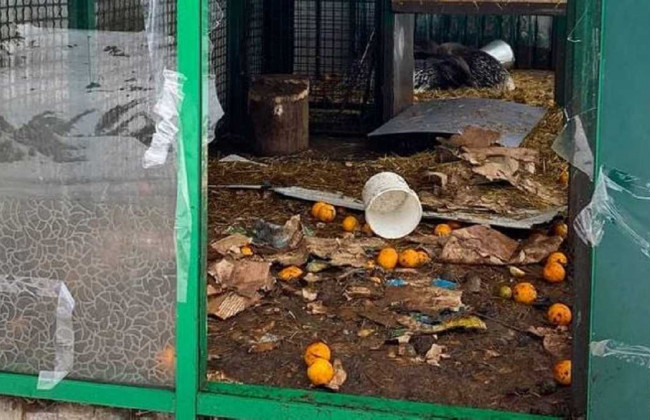 Кенгуру з харківського екопарку загинули внаслідок обстрілу