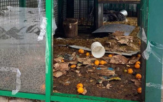 Кенгуру з харківського екопарку загинули внаслідок обстрілу