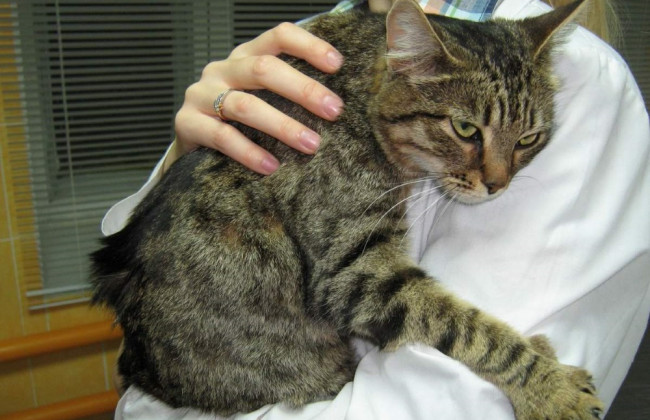 Хозяева бросили кота в квартире без еды и воды на 15 дней: полиция его спасла, ВИДЕО