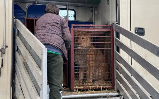 «Притулок для диких тварин», розташований під Києвом, евакуювали у Познань: фото
