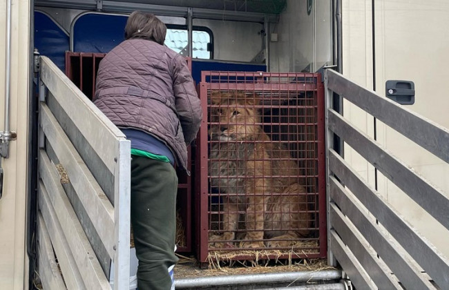 «Притулок для диких тварин», розташований під Києвом, евакуювали у Познань: фото