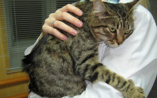 Хозяева бросили кота в квартире без еды и воды на 15 дней: полиция его спасла, ВИДЕО