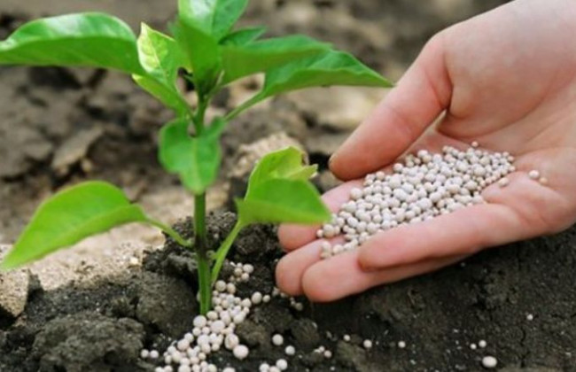 Кабмін вводить заборону на експорт добрив з України