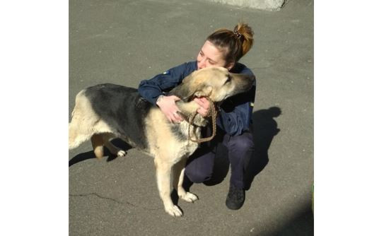 В столичному суді до охорони громадського порядку долучили вівчарку Гюрзу, фото