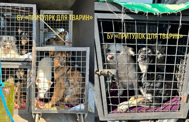В Германию из одесского приюта эвакуируют десятки кошек и собак: фото