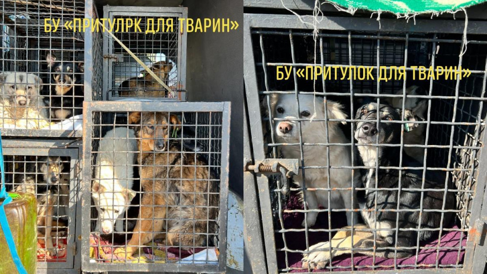 В Германию из одесского приюта эвакуируют десятки кошек и собак: фото