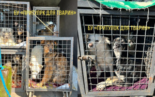 В Германию из одесского приюта эвакуируют десятки кошек и собак: фото