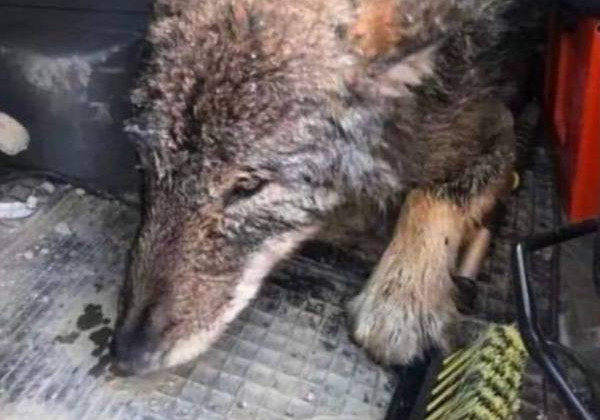 «Здався трохи сумненьким»: на Сумщині до притулку для тварин жінка привезла вовка