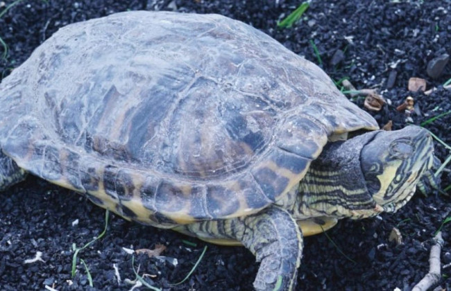 Из-за обстрела на Оболони из окна вылетела черепаха: фото