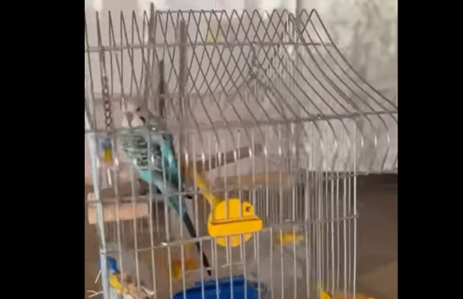 В Киеве после ракетного обстрела спасли попугая: ищут хозяев